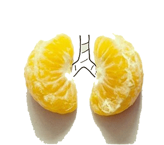 想象力在速读记忆中十分重要 想象力在速读记忆中十分重要