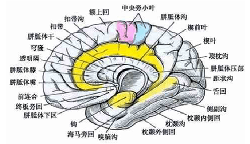 大脑结构图