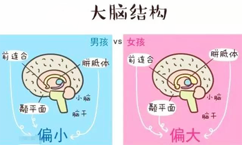 男女大脑结构的不同